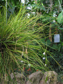 Tillandsia alvareziae